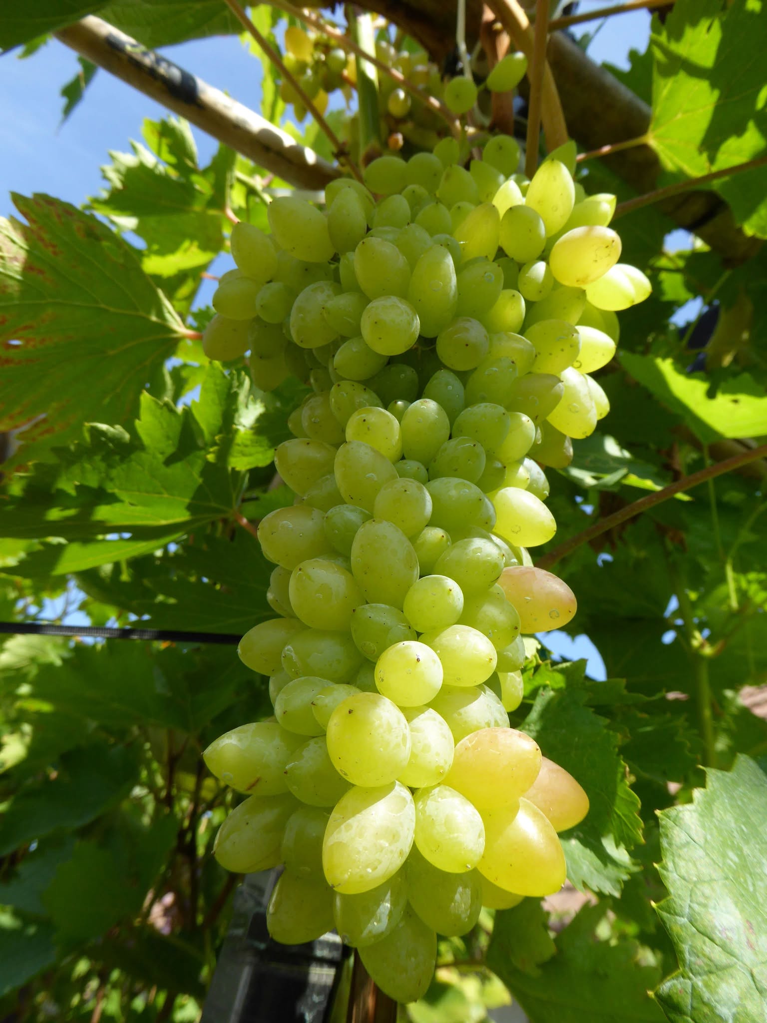 Datľové biele hrozno (stolové, bezsemenné)